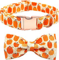 Dog Collar - Halloween Pumpkin Bowtie Dog Collar Gift Soft Bow Collar Pet by BoboRainbow